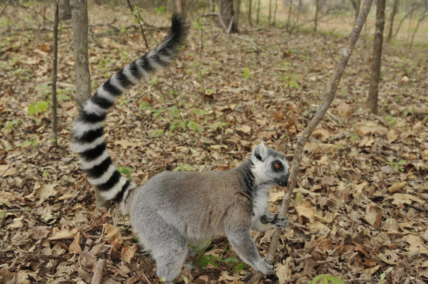 Premium Photo | Ring-tailed lemur at the time of the jump
